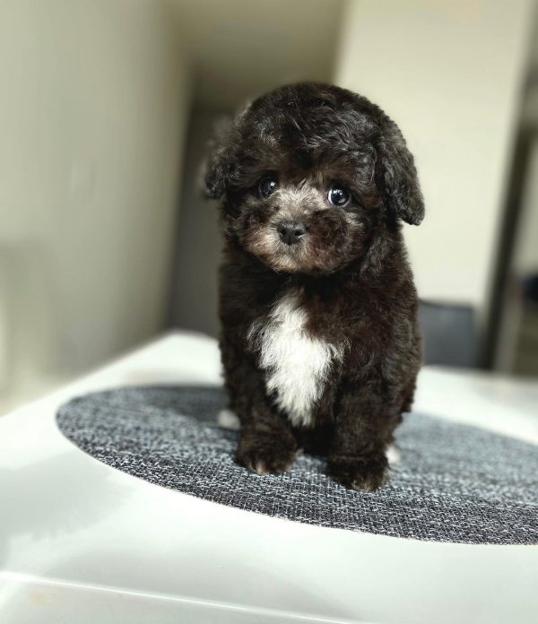 Leo-Toy Poodle