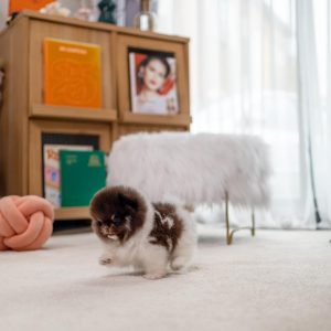 Willow – Pomeranian Puppy